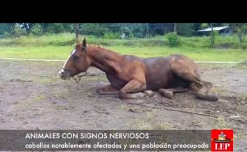 Alertan sobre virus mortal transmitido por mosquitos