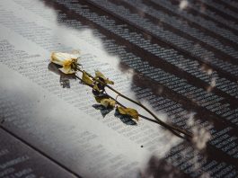 A white rose placed on a reflective memorial wall listing names, conveying remembrance.