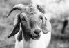A close-up view of a goat in a meadow, showcasing detailed textures and expressions.