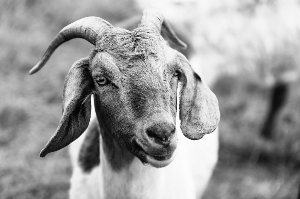 A close-up view of a goat in a meadow, showcasing detailed textures and expressions.