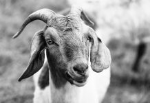 A close-up view of a goat in a meadow, showcasing detailed textures and expressions.