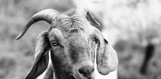 A close-up view of a goat in a meadow, showcasing detailed textures and expressions.