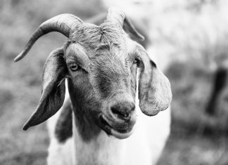 A close-up view of a goat in a meadow, showcasing detailed textures and expressions.