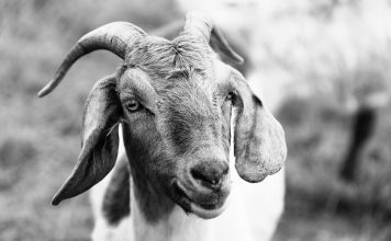A close-up view of a goat in a meadow, showcasing detailed textures and expressions.