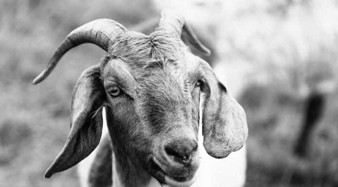 A close-up view of a goat in a meadow, showcasing detailed textures and expressions.
