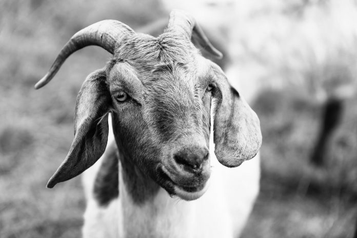 A close-up view of a goat in a meadow, showcasing detailed textures and expressions.