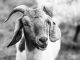 A close-up view of a goat in a meadow, showcasing detailed textures and expressions.