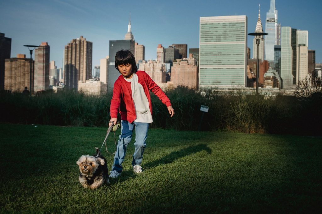 Ethnic child with Yorkshire Terrier on leash preparing to run on meadow against urban skyscrapers