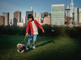 Ethnic child with Yorkshire Terrier on leash preparing to run on meadow against urban skyscrapers