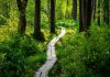 A peaceful wooden pathway meanders through a vibrant forest bathed in sunlight.