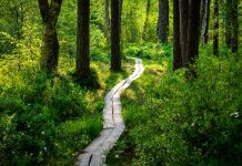 A peaceful wooden pathway meanders through a vibrant forest bathed in sunlight.