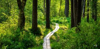 A peaceful wooden pathway meanders through a vibrant forest bathed in sunlight.
