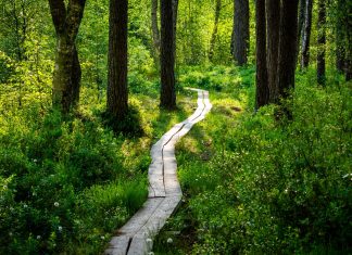 A peaceful wooden pathway meanders through a vibrant forest bathed in sunlight.
