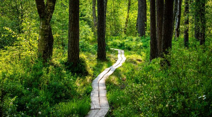 BREAKING: Best Hiking Trails Near Jersey City and Hoboken A peaceful wooden pathway meanders through a vibrant forest bathed in sunlight.