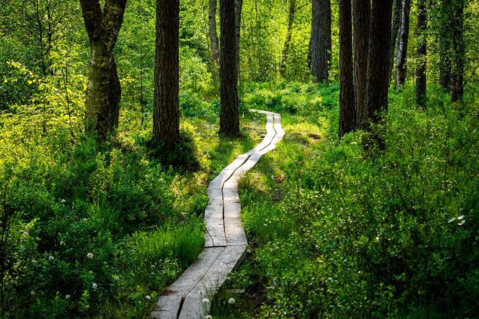 breaking-best-hiking-trails-near-jersey-city-and-h A peaceful wooden pathway meanders through a vibrant forest bathed in sunlight.