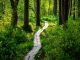 A peaceful wooden pathway meanders through a vibrant forest bathed in sunlight.