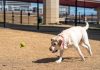A playful Labrador Retriever eagerly chasing a tennis ball outdoors in a park.
