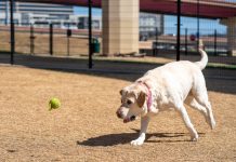A playful Labrador Retriever eagerly chasing a tennis ball outdoors in a park.