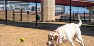 A playful Labrador Retriever eagerly chasing a tennis ball outdoors in a park.