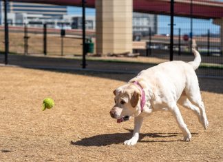 A playful Labrador Retriever eagerly chasing a tennis ball outdoors in a park.