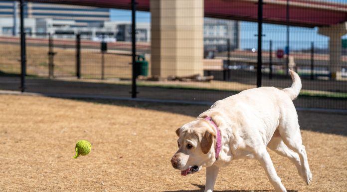 A playful Labrador Retriever eagerly chasing a tennis ball outdoors in a park.