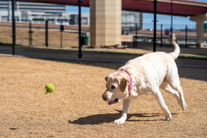 A playful Labrador Retriever eagerly chasing a tennis ball outdoors in a park.