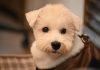 BREAKING: Meet Gorda, the Shorkie Ready for Adoption in Jersey City Close-up of a cute white dog with a fluffy coat looking curiously at the camera indoors.