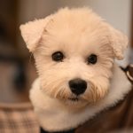 Close-up of a cute white dog with a fluffy coat looking curiously at the camera indoors.
