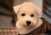 BREAKING: Meet Gorda, the Shorkie Ready for Adoption in Jersey City Close-up of a cute white dog with a fluffy coat looking curiously at the camera indoors.