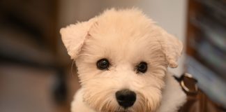 BREAKING: Meet Gorda, the Shorkie Ready for Adoption in Jersey City Close-up of a cute white dog with a fluffy coat looking curiously at the camera indoors.