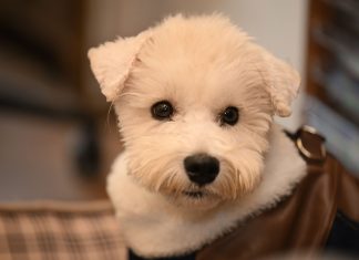 Close-up of a cute white dog with a fluffy coat looking curiously at the camera indoors.