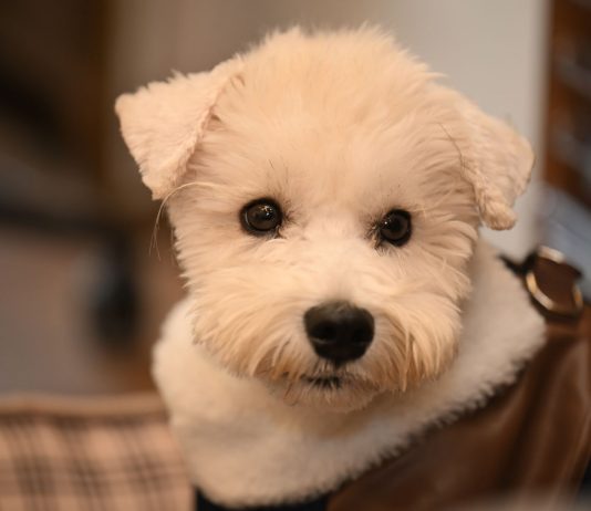 Close-up of a cute white dog with a fluffy coat looking curiously at the camera indoors.
