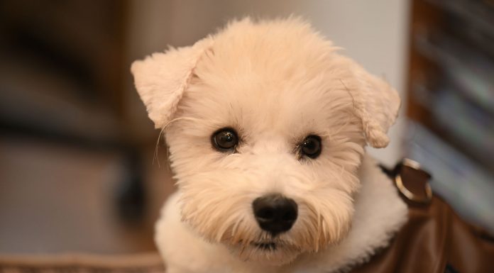 Close-up of a cute white dog with a fluffy coat looking curiously at the camera indoors.