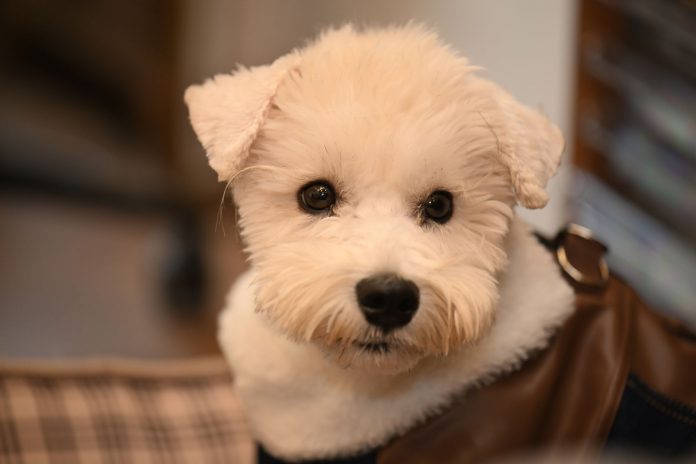breaking-meet-gorda-the-shorkie-ready-for-adoption Close-up of a cute white dog with a fluffy coat looking curiously at the camera indoors.