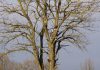 An arborist expertly climbs a tall bare tree on a clear winter day.