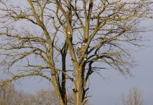 An arborist expertly climbs a tall bare tree on a clear winter day.