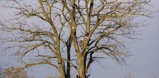 An arborist expertly climbs a tall bare tree on a clear winter day.