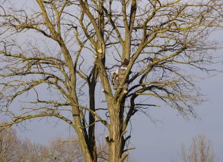 An arborist expertly climbs a tall bare tree on a clear winter day.