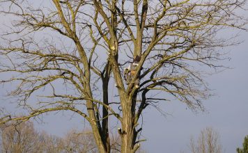 An arborist expertly climbs a tall bare tree on a clear winter day.