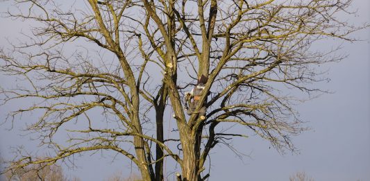 An arborist expertly climbs a tall bare tree on a clear winter day.
