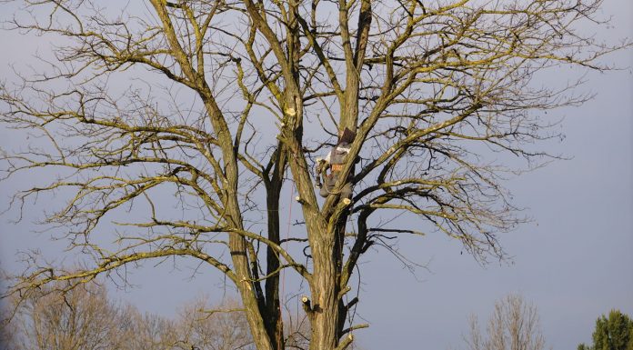 An arborist expertly climbs a tall bare tree on a clear winter day.