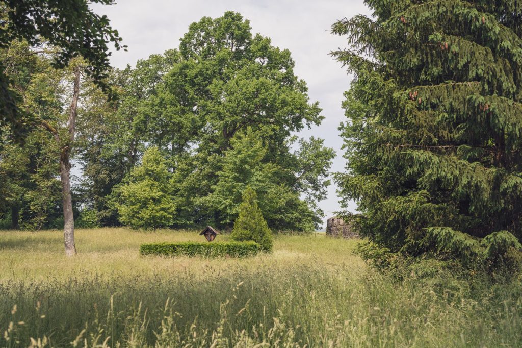 A serene countryside scene with lush greenery and diverse trees on a summer day.