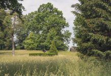 County faces tough questions on $12.4M open space spending A serene countryside scene with lush greenery and diverse trees on a summer day.