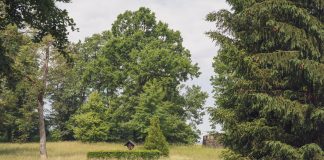 A serene countryside scene with lush greenery and diverse trees on a summer day.