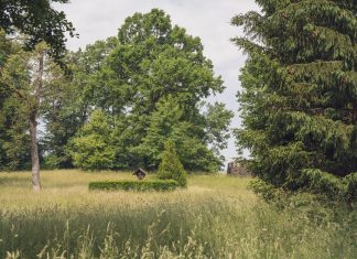 County faces tough questions on $12.4M open space spending A serene countryside scene with lush greenery and diverse trees on a summer day.