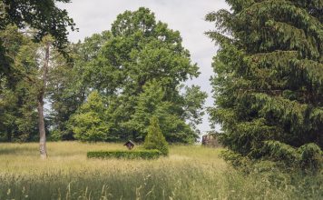A serene countryside scene with lush greenery and diverse trees on a summer day.
