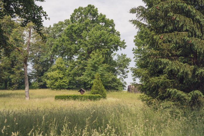 A serene countryside scene with lush greenery and diverse trees on a summer day.