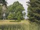 A serene countryside scene with lush greenery and diverse trees on a summer day.