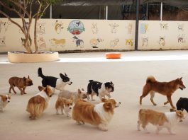 A diverse group of dogs enjoying playtime outdoors at a pet daycare facility.