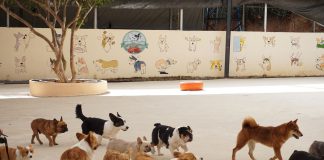 A diverse group of dogs enjoying playtime outdoors at a pet daycare facility.